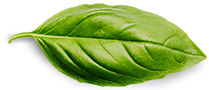 Home 8 basil leaf